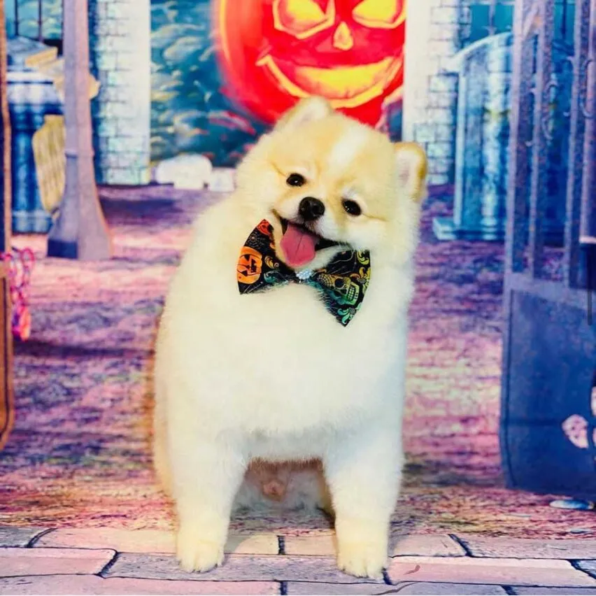 About Us CatDog Grooming Salon Pet Grooming in Lowell