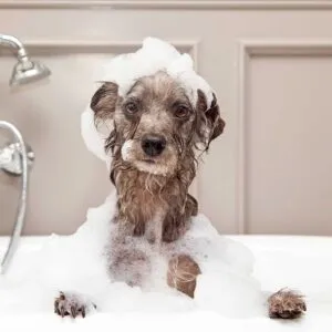 Trust us for your Dog Bath and Hygiene Grooming