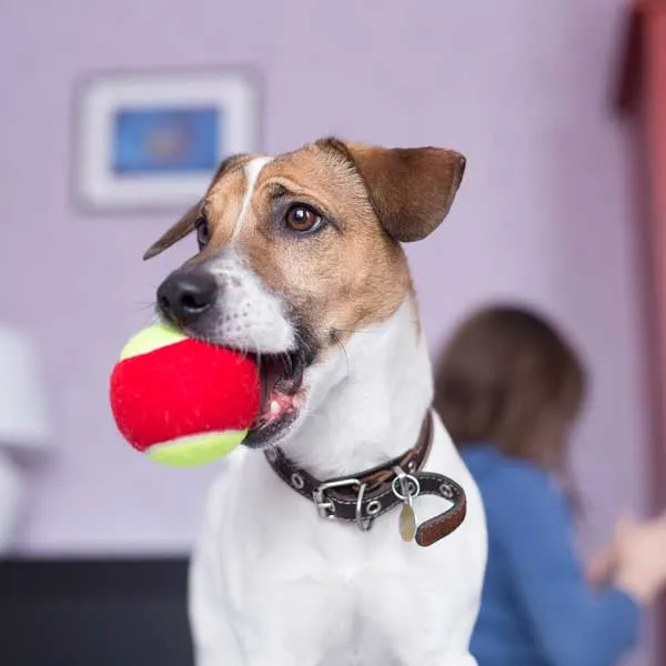 Dog DayCare CatDog Grooming Salon Pet Grooming in Lowell