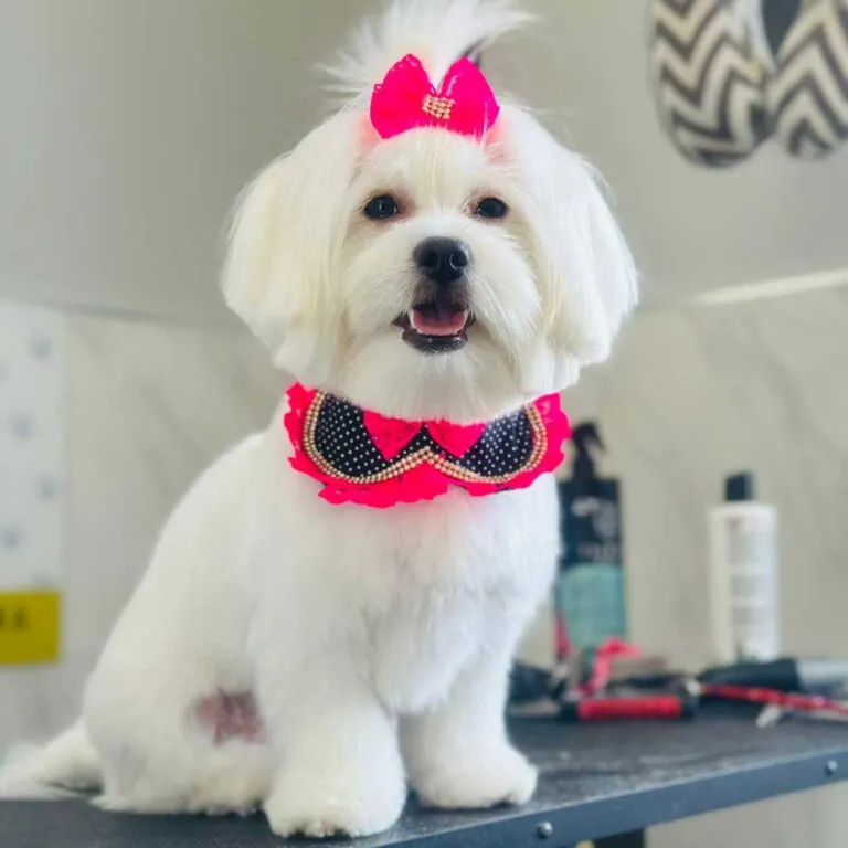 Dog Grooming in Lowell, MA CatDog Grooming Salon Pet Grooming in Lowell