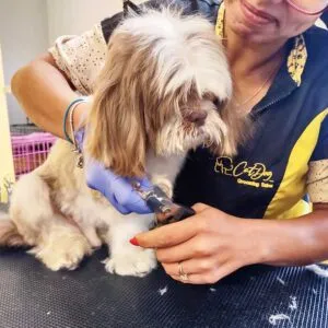 Dog Nail Trim Service in Lowell