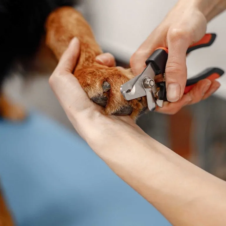 Dog nail cutting deals service