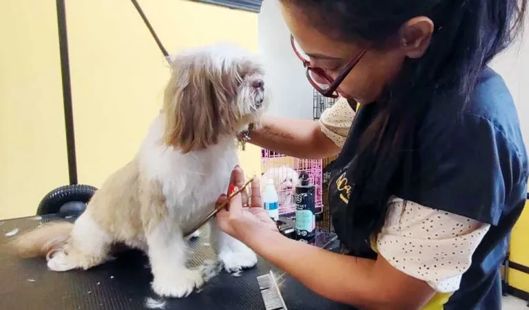 How often a dog should be Groomed?