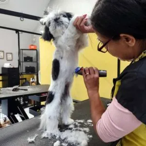 Pet Grooming Service in Lowell