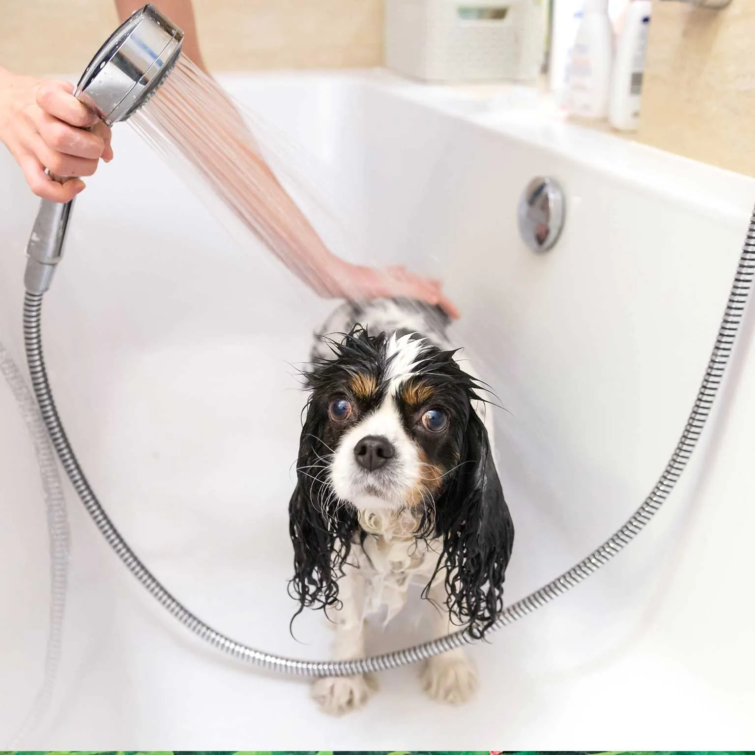Summer Skin Allergies and Hot Spots in Dogs: A Groomer's Guide